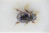  (Diastictus - GBOLRL0111)  @11 [ ] CreativeCommons - Attribution Non-Commercial Share-Alike (2016) SNSB, Staatliche Naturwissenschaftliche Sammlungen Bayerns ZSM (SNSB, Zoologische Staatssammlung Muenchen)