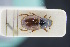  (Melinopterus pubescens - GBOLRL0131)  @11 [ ] CreativeCommons - Attribution Non-Commercial Share-Alike (2016) SNSB, Staatliche Naturwissenschaftliche Sammlungen Bayerns ZSM (SNSB, Zoologische Staatssammlung Muenchen)