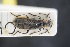  (Cantharis pulicaria - GBOLRL0152)  @11 [ ] CreativeCommons - Attribution Non-Commercial Share-Alike (2016) SNSB, Staatliche Naturwissenschaftliche Sammlungen Bayerns ZSM (SNSB, Zoologische Staatssammlung Muenchen)