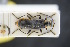  ( - GBOLRL0153)  @11 [ ] CreativeCommons - Attribution Non-Commercial Share-Alike (2016) SNSB, Staatliche Naturwissenschaftliche Sammlungen Bayerns ZSM (SNSB, Zoologische Staatssammlung Muenchen)