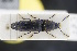  (Megapenthes lugens - GBOLRL0174)  @13 [ ] CreativeCommons - Attribution Non-Commercial Share-Alike (2016) SNSB, Staatliche Naturwissenschaftliche Sammlungen Bayerns ZSM (SNSB, Zoologische Staatssammlung Muenchen)