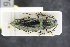  ( - GBOLRL0176)  @11 [ ] CreativeCommons - Attribution Non-Commercial Share-Alike (2016) SNSB, Staatliche Naturwissenschaftliche Sammlungen Bayerns ZSM (SNSB, Zoologische Staatssammlung Muenchen)