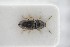  (Zorochros flavipes - GBOLRL0182)  @11 [ ] CreativeCommons - Attribution Non-Commercial Share-Alike (2016) SNSB, Staatliche Naturwissenschaftliche Sammlungen Bayerns ZSM (SNSB, Zoologische Staatssammlung Muenchen)