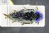  ( - GBOLRL0197)  @11 [ ] CreativeCommons - Attribution Non-Commercial Share-Alike (2016) SNSB, Staatliche Naturwissenschaftliche Sammlungen Bayerns ZSM (SNSB, Zoologische Staatssammlung Muenchen)