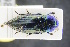  ( - GBOLRL0198)  @11 [ ] CreativeCommons - Attribution Non-Commercial Share-Alike (2016) SNSB, Staatliche Naturwissenschaftliche Sammlungen Bayerns ZSM (SNSB, Zoologische Staatssammlung Muenchen)