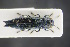  (Agrilus guerini - GBOLRL0211)  @11 [ ] CreativeCommons - Attribution Non-Commercial Share-Alike (2016) SNSB, Staatliche Naturwissenschaftliche Sammlungen Bayerns ZSM (SNSB, Zoologische Staatssammlung Muenchen)