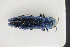  (Agrilus pseudocyaneus - GBOLRL0212)  @11 [ ] CreativeCommons - Attribution Non-Commercial Share-Alike (2016) SNSB, Staatliche Naturwissenschaftliche Sammlungen Bayerns ZSM (SNSB, Zoologische Staatssammlung Muenchen)