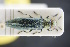  ( - GBOLRL0215)  @11 [ ] CreativeCommons - Attribution Non-Commercial Share-Alike (2016) SNSB, Staatliche Naturwissenschaftliche Sammlungen Bayerns ZSM (SNSB, Zoologische Staatssammlung Muenchen)