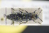  (Agrilus auricollis - GBOLRL0216)  @11 [ ] CreativeCommons - Attribution Non-Commercial Share-Alike (2016) SNSB, Staatliche Naturwissenschaftliche Sammlungen Bayerns ZSM (SNSB, Zoologische Staatssammlung Muenchen)