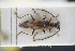  (Malthodes spretus - GBOLRL0224)  @11 [ ] CreativeCommons - Attribution Non-Commercial Share-Alike (2016) SNSB, Staatliche Naturwissenschaftliche Sammlungen Bayerns ZSM (SNSB, Zoologische Staatssammlung Muenchen)