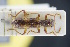  ( - GBOLRL0233)  @11 [ ] CreativeCommons - Attribution Non-Commercial Share-Alike (2016) SNSB, Staatliche Naturwissenschaftliche Sammlungen Bayerns ZSM (SNSB, Zoologische Staatssammlung Muenchen)