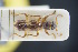  ( - GBOLRL0234)  @11 [ ] CreativeCommons - Attribution Non-Commercial Share-Alike (2016) SNSB, Staatliche Naturwissenschaftliche Sammlungen Bayerns ZSM (SNSB, Zoologische Staatssammlung Muenchen)