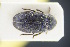  ( - GBOLRL0247)  @11 [ ] CreativeCommons - Attribution Non-Commercial Share-Alike (2016) SNSB, Staatliche Naturwissenschaftliche Sammlungen Bayerns ZSM (SNSB, Zoologische Staatssammlung Muenchen)