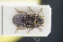  ( - GBOLRL0248)  @11 [ ] CreativeCommons - Attribution Non-Commercial Share-Alike (2016) SNSB, Staatliche Naturwissenschaftliche Sammlungen Bayerns ZSM (SNSB, Zoologische Staatssammlung Muenchen)