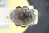  (Byrrhus signatus - GBOLRL0253)  @11 [ ] CreativeCommons - Attribution Non-Commercial Share-Alike (2016) SNSB, Staatliche Naturwissenschaftliche Sammlungen Bayerns ZSM (SNSB, Zoologische Staatssammlung Muenchen)