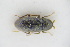  ( - GBOLRL0264)  @11 [ ] CreativeCommons - Attribution Non-Commercial Share-Alike (2016) SNSB, Staatliche Naturwissenschaftliche Sammlungen Bayerns ZSM (SNSB, Zoologische Staatssammlung Muenchen)