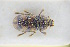  (Heterocerus pruinosus - GBOLRL0266)  @11 [ ] CreativeCommons - Attribution Non-Commercial Share-Alike (2016) SNSB, Staatliche Naturwissenschaftliche Sammlungen Bayerns ZSM (SNSB, Zoologische Staatssammlung Muenchen)