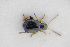  (Longitarsus obliteratoides - GBOLRL0275)  @11 [ ] CreativeCommons - Attribution Non-Commercial Share-Alike (2016) SNSB, Staatliche Naturwissenschaftliche Sammlungen Bayerns ZSM (SNSB, Zoologische Staatssammlung Muenchen)