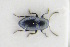  (Chaetocnema compressa - GBOLRL0282)  @11 [ ] CreativeCommons - Attribution Non-Commercial Share-Alike (2016) SNSB, Staatliche Naturwissenschaftliche Sammlungen Bayerns ZSM (SNSB, Zoologische Staatssammlung Muenchen)