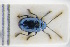  (Altica carduorum - GBOLRL0283)  @11 [ ] CreativeCommons - Attribution Non-Commercial Share-Alike (2016) SNSB, Staatliche Naturwissenschaftliche Sammlungen Bayerns ZSM (SNSB, Zoologische Staatssammlung Muenchen)