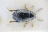  (Dibolia cynoglossi - GBOLRL0286)  @11 [ ] CreativeCommons - Attribution Non-Commercial Share-Alike (2016) SNSB, Staatliche Naturwissenschaftliche Sammlungen Bayerns ZSM (SNSB, Zoologische Staatssammlung Muenchen)