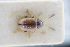  (Ochrosis ventralis - GBOLRL0290)  @11 [ ] CreativeCommons - Attribution Non-Commercial Share-Alike (2016) SNSB, Staatliche Naturwissenschaftliche Sammlungen Bayerns ZSM (SNSB, Zoologische Staatssammlung Muenchen)