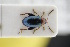  ( - GBOLRL0293)  @11 [ ] CreativeCommons - Attribution Non-Commercial Share-Alike (2016) SNSB, Staatliche Naturwissenschaftliche Sammlungen Bayerns ZSM (SNSB, Zoologische Staatssammlung Muenchen)