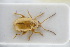  (Aphthona illigeri - GBOLRL0301)  @11 [ ] CreativeCommons - Attribution Non-Commercial Share-Alike (2016) SNSB, Staatliche Naturwissenschaftliche Sammlungen Bayerns ZSM (SNSB, Zoologische Staatssammlung Muenchen)