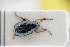  (Aphthona czwalinae - GBOLRL0303)  @11 [ ] CreativeCommons - Attribution Non-Commercial Share-Alike (2016) SNSB, Staatliche Naturwissenschaftliche Sammlungen Bayerns ZSM (SNSB, Zoologische Staatssammlung Muenchen)