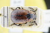  (Entomoscelis adonidis - GBOLRL0319)  @11 [ ] CreativeCommons - Attribution Non-Commercial Share-Alike (2016) SNSB, Staatliche Naturwissenschaftliche Sammlungen Bayerns ZSM (SNSB, Zoologische Staatssammlung Muenchen)