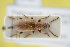  (Orsodacne lineola - GBOLRL0322)  @11 [ ] CreativeCommons - Attribution Non-Commercial Share-Alike (2016) SNSB, Staatliche Naturwissenschaftliche Sammlungen Bayerns ZSM (SNSB, Zoologische Staatssammlung Muenchen)