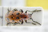  ( - GBOLRL0325)  @11 [ ] CreativeCommons - Attribution Non-Commercial Share-Alike (2016) SNSB, Staatliche Naturwissenschaftliche Sammlungen Bayerns ZSM (SNSB, Zoologische Staatssammlung Muenchen)