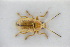  (Cryptocephalus ochroleucus - GBOLRL0334)  @11 [ ] CreativeCommons - Attribution Non-Commercial Share-Alike (2016) SNSB, Staatliche Naturwissenschaftliche Sammlungen Bayerns ZSM (SNSB, Zoologische Staatssammlung Muenchen)