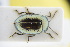  (Chrysomela didymata - GBOLRL0345)  @11 [ ] CreativeCommons - Attribution Non-Commercial Share-Alike (2016) SNSB, Staatliche Naturwissenschaftliche Sammlungen Bayerns ZSM (SNSB, Zoologische Staatssammlung Muenchen)