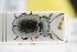  ( - GBOLRL0348)  @11 [ ] CreativeCommons - Attribution Non-Commercial Share-Alike (2016) SNSB, Staatliche Naturwissenschaftliche Sammlungen Bayerns ZSM (SNSB, Zoologische Staatssammlung Muenchen)