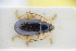  (Luperus saxonicus - GBOLRL0373)  @11 [ ] CreativeCommons - Attribution Non-Commercial Share-Alike (2016) SNSB, Staatliche Naturwissenschaftliche Sammlungen Bayerns ZSM (SNSB, Zoologische Staatssammlung Muenchen)