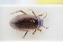  ( - GBOLRL0379)  @11 [ ] CreativeCommons - Attribution Non-Commercial Share-Alike (2016) SNSB, Staatliche Naturwissenschaftliche Sammlungen Bayerns ZSM (SNSB, Zoologische Staatssammlung Muenchen)