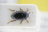  ( - GBOLRL0383)  @11 [ ] CreativeCommons - Attribution Non-Commercial Share-Alike (2016) SNSB, Staatliche Naturwissenschaftliche Sammlungen Bayerns ZSM (SNSB, Zoologische Staatssammlung Muenchen)