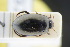  (Ilybius montanus - GBOLRL0392)  @11 [ ] CreativeCommons - Attribution Non-Commercial Share-Alike (2016) SNSB, Staatliche Naturwissenschaftliche Sammlungen Bayerns ZSM (SNSB, Zoologische Staatssammlung Muenchen)