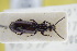  ( - GBOLRL0398)  @11 [ ] CreativeCommons - Attribution Non-Commercial Share-Alike (2016) SNSB, Staatliche Naturwissenschaftliche Sammlungen Bayerns ZSM (SNSB, Zoologische Staatssammlung Muenchen)