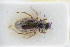  (Helophorus laticollis - GBOLRL0408)  @11 [ ] CreativeCommons - Attribution Non-Commercial Share-Alike (2016) SNSB, Staatliche Naturwissenschaftliche Sammlungen Bayerns ZSM (SNSB, Zoologische Staatssammlung Muenchen)