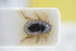  (Laccobius obscuratus - GBOLRL0410)  @11 [ ] CreativeCommons - Attribution Non-Commercial Share-Alike (2016) SNSB, Staatliche Naturwissenschaftliche Sammlungen Bayerns ZSM (SNSB, Zoologische Staatssammlung Muenchen)