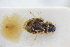  (Laccobius atratus - GBOLRL0411)  @11 [ ] CreativeCommons - Attribution Non-Commercial Share-Alike (2016) SNSB, Staatliche Naturwissenschaftliche Sammlungen Bayerns ZSM (SNSB, Zoologische Staatssammlung Muenchen)