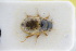  ( - GBOLRL0413)  @11 [ ] CreativeCommons - Attribution Non-Commercial Share-Alike (2016) SNSB, Staatliche Naturwissenschaftliche Sammlungen Bayerns ZSM (SNSB, Zoologische Staatssammlung Muenchen)