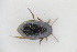  (Hydroporus brevis - GBOLRL0417)  @11 [ ] CreativeCommons - Attribution Non-Commercial Share-Alike (2016) SNSB, Staatliche Naturwissenschaftliche Sammlungen Bayerns ZSM (SNSB, Zoologische Staatssammlung Muenchen)