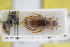  (Berosus bispina - GBOLRL0426)  @11 [ ] CreativeCommons - Attribution Non-Commercial Share-Alike (2016) SNSB, Staatliche Naturwissenschaftliche Sammlungen Bayerns ZSM (SNSB, Zoologische Staatssammlung Muenchen)