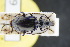  ( - GBOLRL0429)  @11 [ ] CreativeCommons - Attribution Non-Commercial Share-Alike (2016) SNSB, Staatliche Naturwissenschaftliche Sammlungen Bayerns ZSM (SNSB, Zoologische Staatssammlung Muenchen)