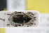  ( - GBOLRL0436)  @11 [ ] CreativeCommons - Attribution Non-Commercial Share-Alike (2016) SNSB, Staatliche Naturwissenschaftliche Sammlungen Bayerns ZSM (SNSB, Zoologische Staatssammlung Muenchen)