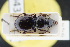  ( - GBOLRL0438)  @11 [ ] CreativeCommons - Attribution Non-Commercial Share-Alike (2016) SNSB, Staatliche Naturwissenschaftliche Sammlungen Bayerns ZSM (SNSB, Zoologische Staatssammlung Muenchen)