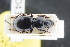  ( - GBOLRL0439)  @11 [ ] CreativeCommons - Attribution Non-Commercial Share-Alike (2016) SNSB, Staatliche Naturwissenschaftliche Sammlungen Bayerns ZSM (SNSB, Zoologische Staatssammlung Muenchen)